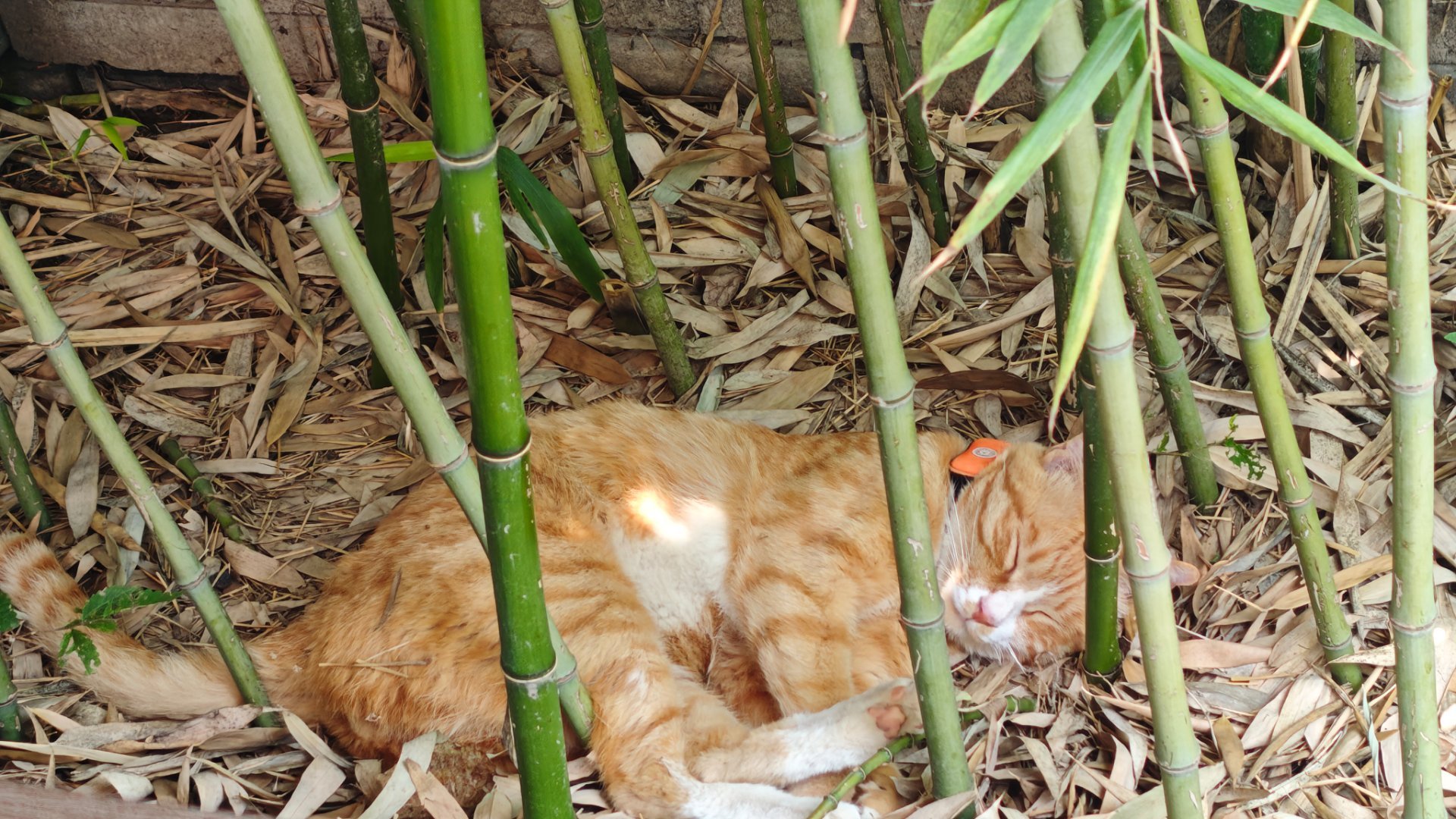 好羡慕小猫咪的光斑被子