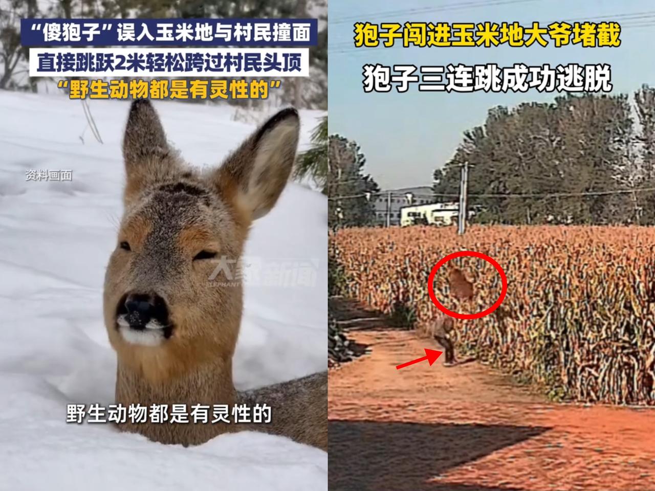 万万没想到啊！辽宁有位大爷去玉米地瞅瞅玉米长势，返程时竟碰到只狍子。大爷