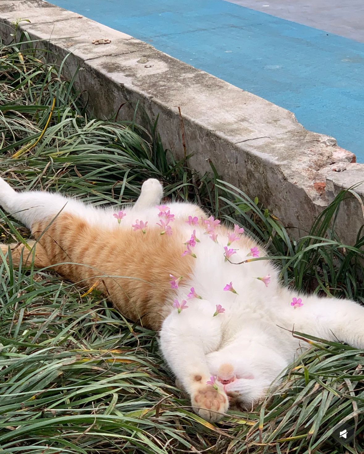 论小猫和春天的适配程度🐈💐金句爆梗挑战赛​​​