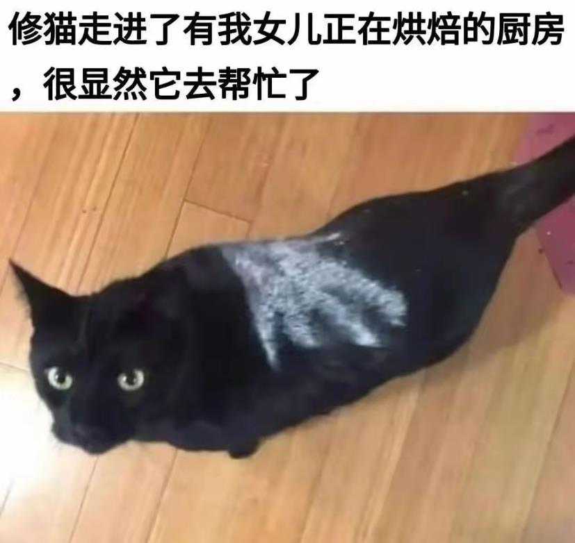 很显然猫是来告状的