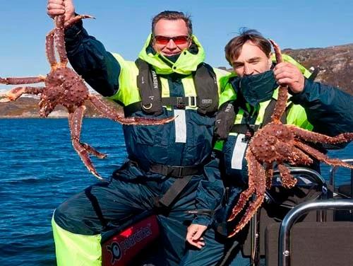 1960年，苏联科学家为了实现吃蟹自由，于是将3000只帝王蟹空运到欧洲海放生然