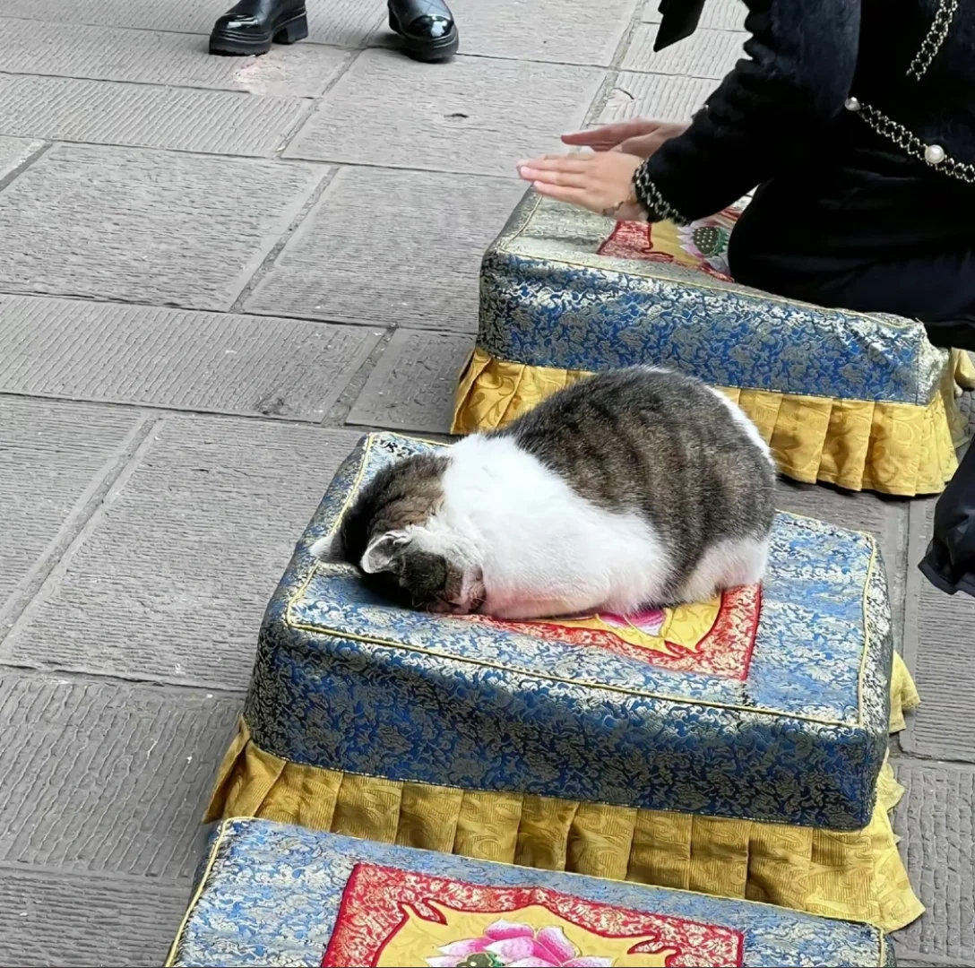 小猫：菩萨保佑天天下小鱼干雨​​​