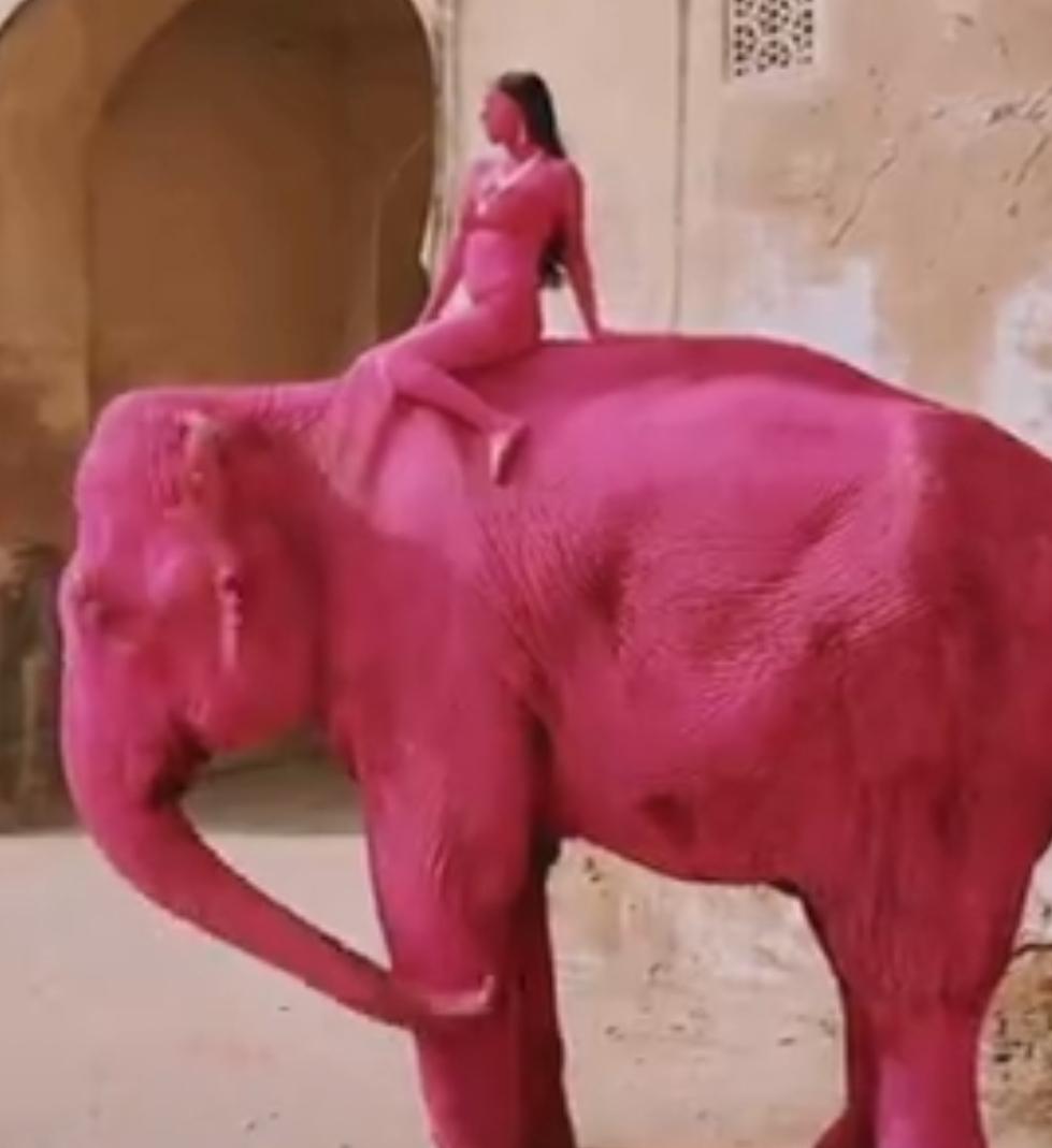 一位俄罗斯摄影师在印度拍片时，为了追求所谓的“艺术效果”，把一头65岁的母象和一