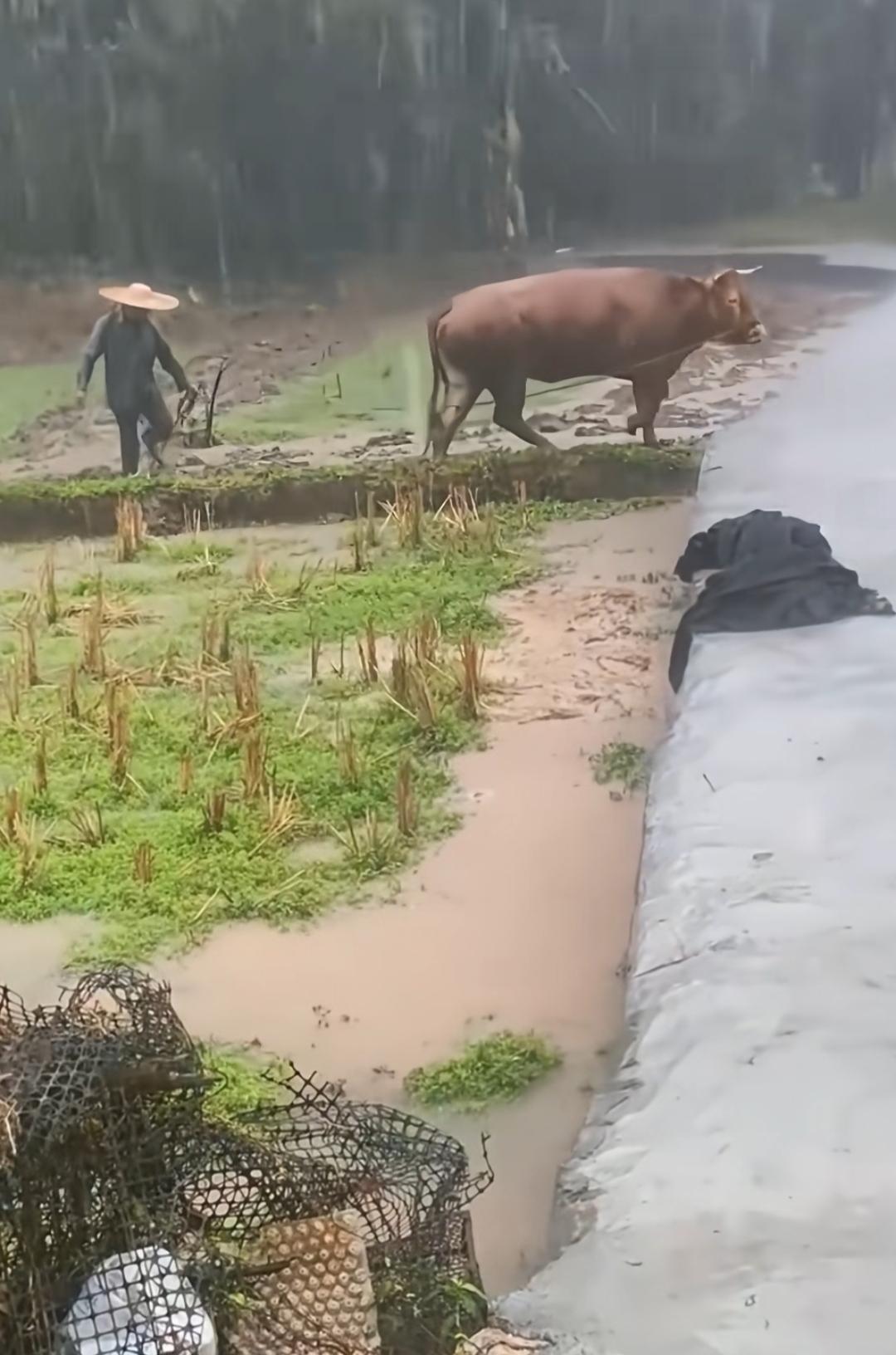 牛走在田埂上，农民扛着锄头。这样的场景，全国还有哪个省份有？放牛耕地的少年现在多