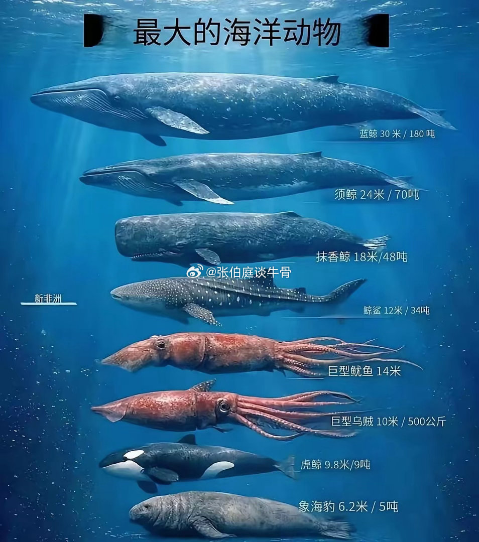 世界上最大的海洋生物，180吨，居然还是哺乳胎生动物，真是太神奇了！奇幻深海生物