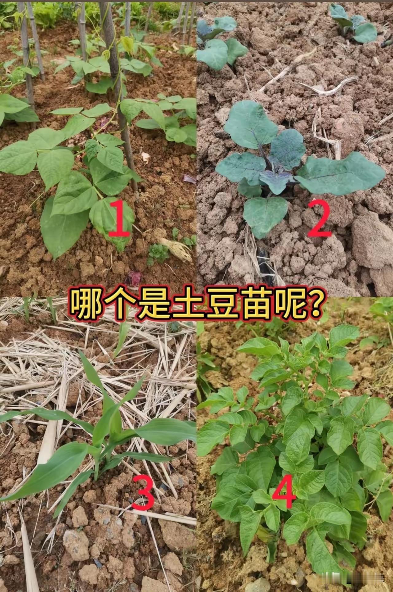 都说混不下去就回农村种地，我来考考你们哪一个苗是土豆
