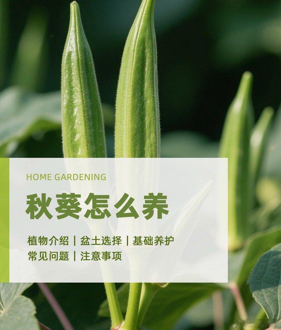 植物科普、植物观赏在家就能种出好吃的秋葵—秋葵阳台种植攻略以下是超详细的种植干货
