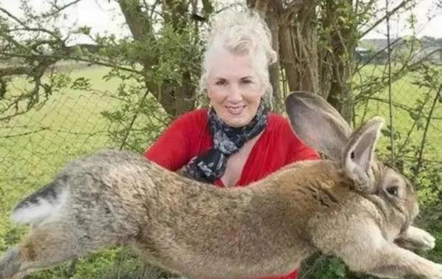 澳大利亚野兔成灾,有100多亿只,体重百斤却无人食用,当地人给出答案:不敢吃。