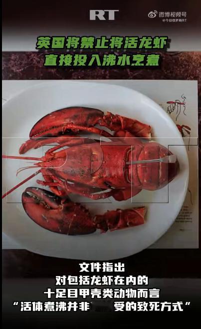 英国出了个挺有意思的新规定以后在英国，谁要是直接把活龙虾扔进沸水里煮，那可就违法