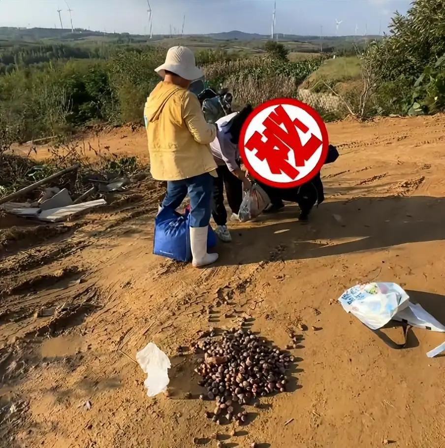 看看这糟心的事儿，山东大哥种的板栗被俩大娘偷了四布袋，被抓后不仅不认错，还扔十块