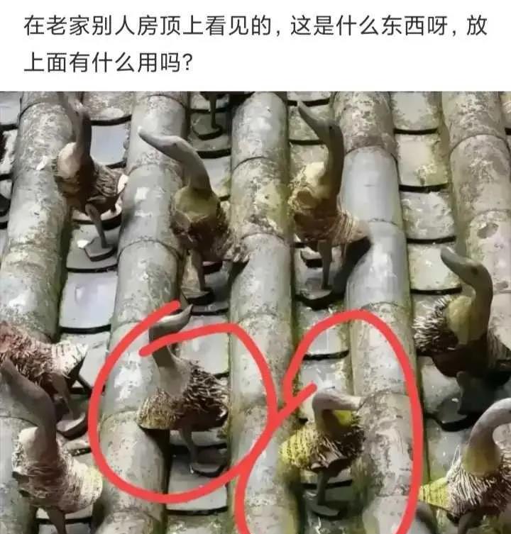 老家房顶上看见的，这是什么东西