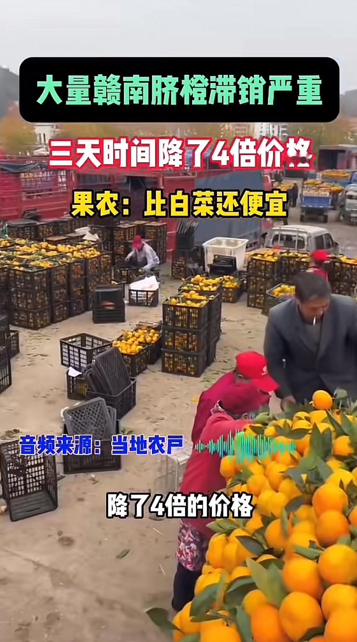 心疼赣南的果农们！今年赣南脐橙迎来丰年，品质还比往年好，结果却滞销严重，三天就跌