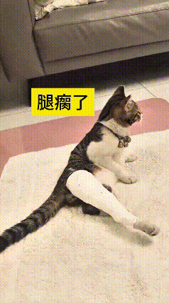 这个视频我反反复复看了好几遍，心里实在不好受。小猫一时贪玩，从楼上栏杆直接往楼下