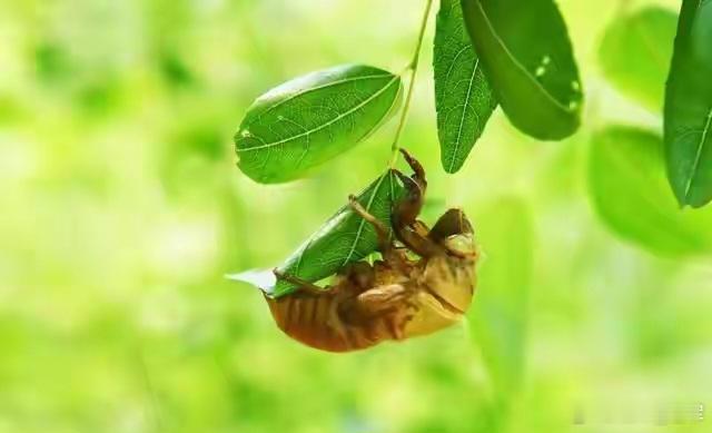 一味蝉蜕，如何守护明眸？古人的智慧在“治未病之眼”昔有医客问于轩岐堂前：“《本草