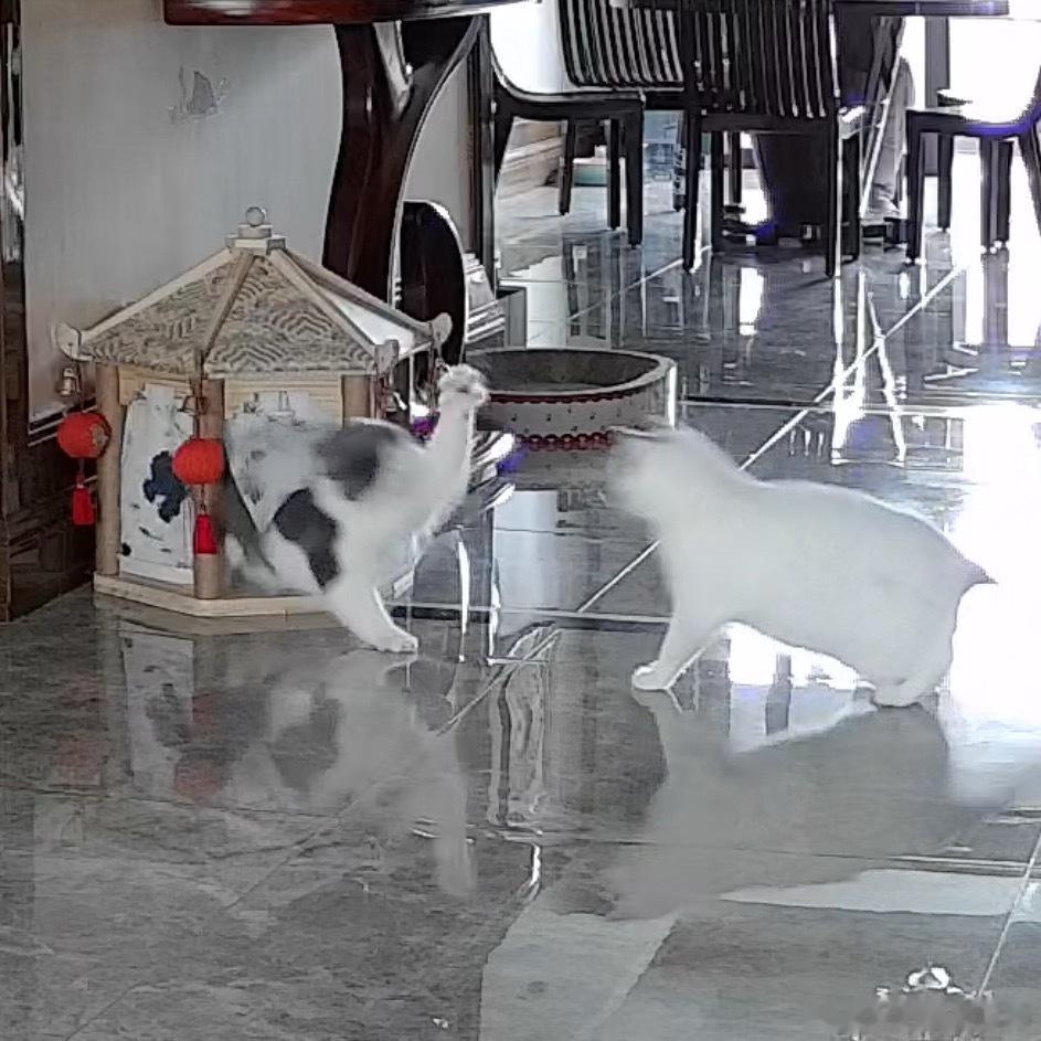 圆圆的进攻模式常常就是：突然爆冲到敌猫面前摔个屁股蹲（也可能是一个滑铲），然后极