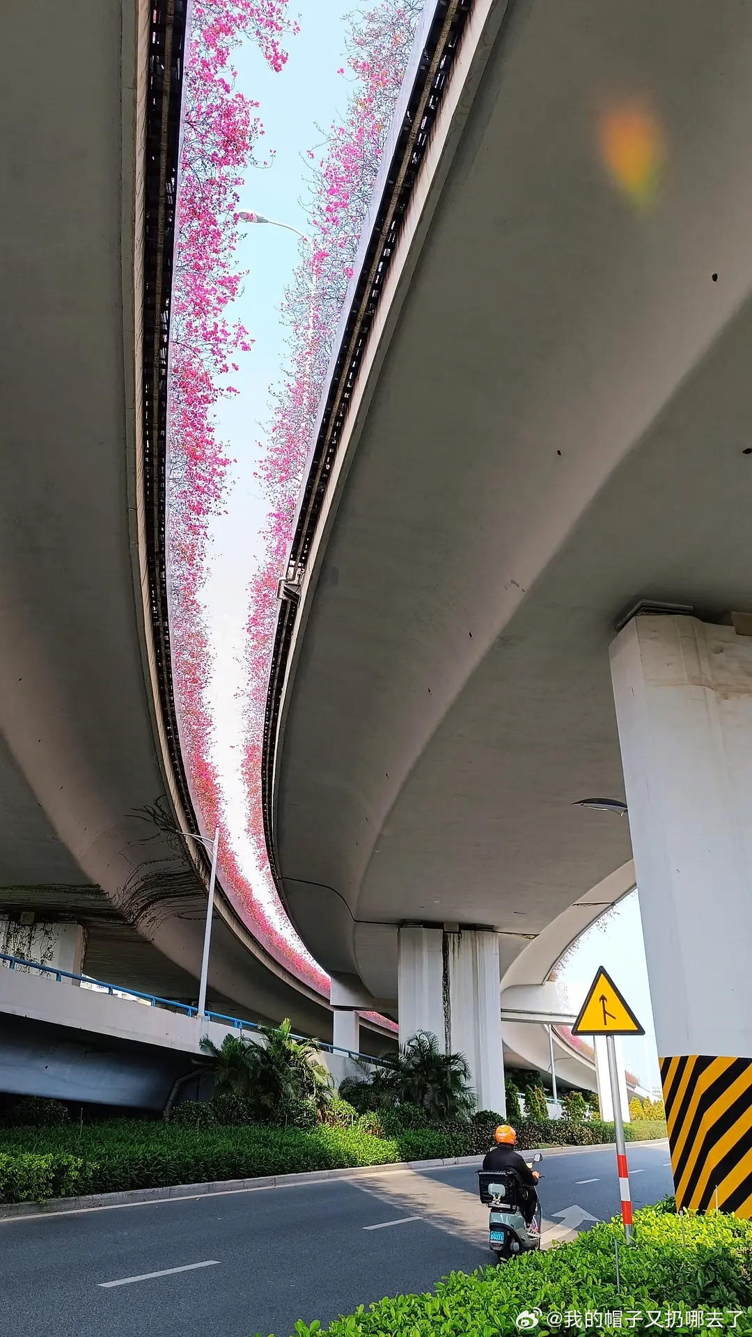 这个角度的三角梅可真真真美妙