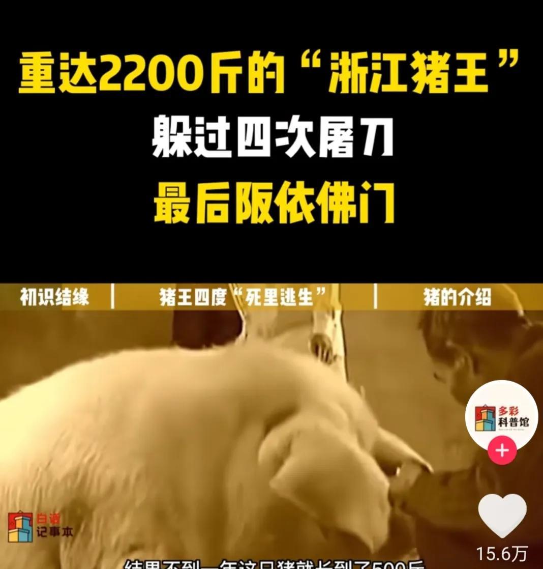 一头猪若不宰杀，最终能长多重？2003年，浙江山老汉救下幼猪，之后一直养着，20