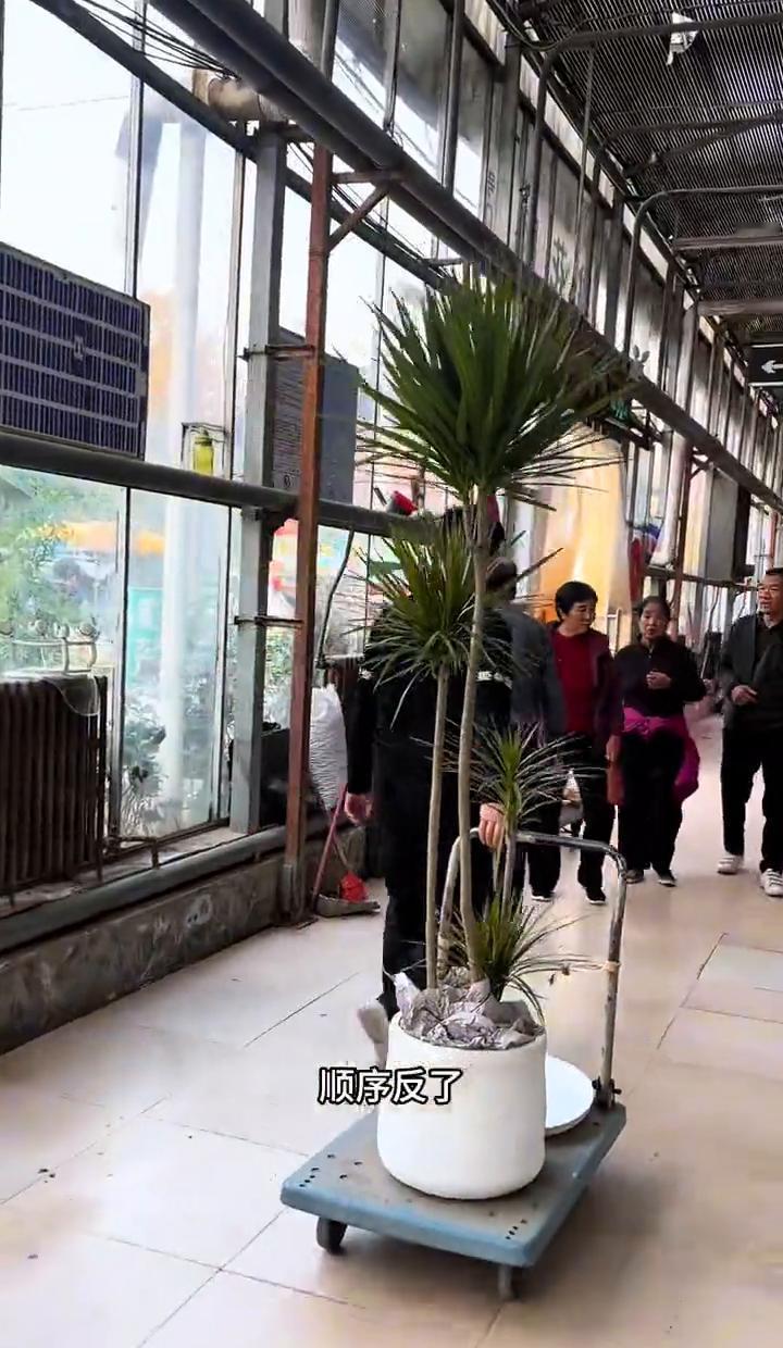 别先盯着网红植物流口水，先瞅瞅你家窗台到底晒不晒太阳。阳台能晒四小时？龟背竹