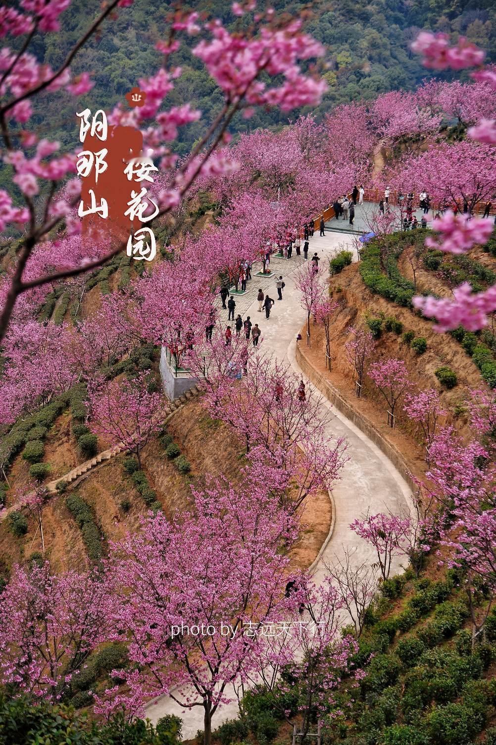 阴那山樱花园，2025.2.21实拍，现在樱花开的最旺的时候，也是最美的时候，赶