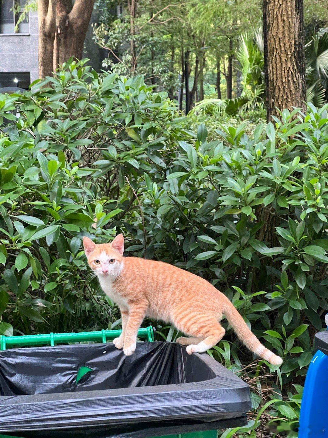 一眨眼，这群小猫长大了可见这个月我真没几天在家​​​
