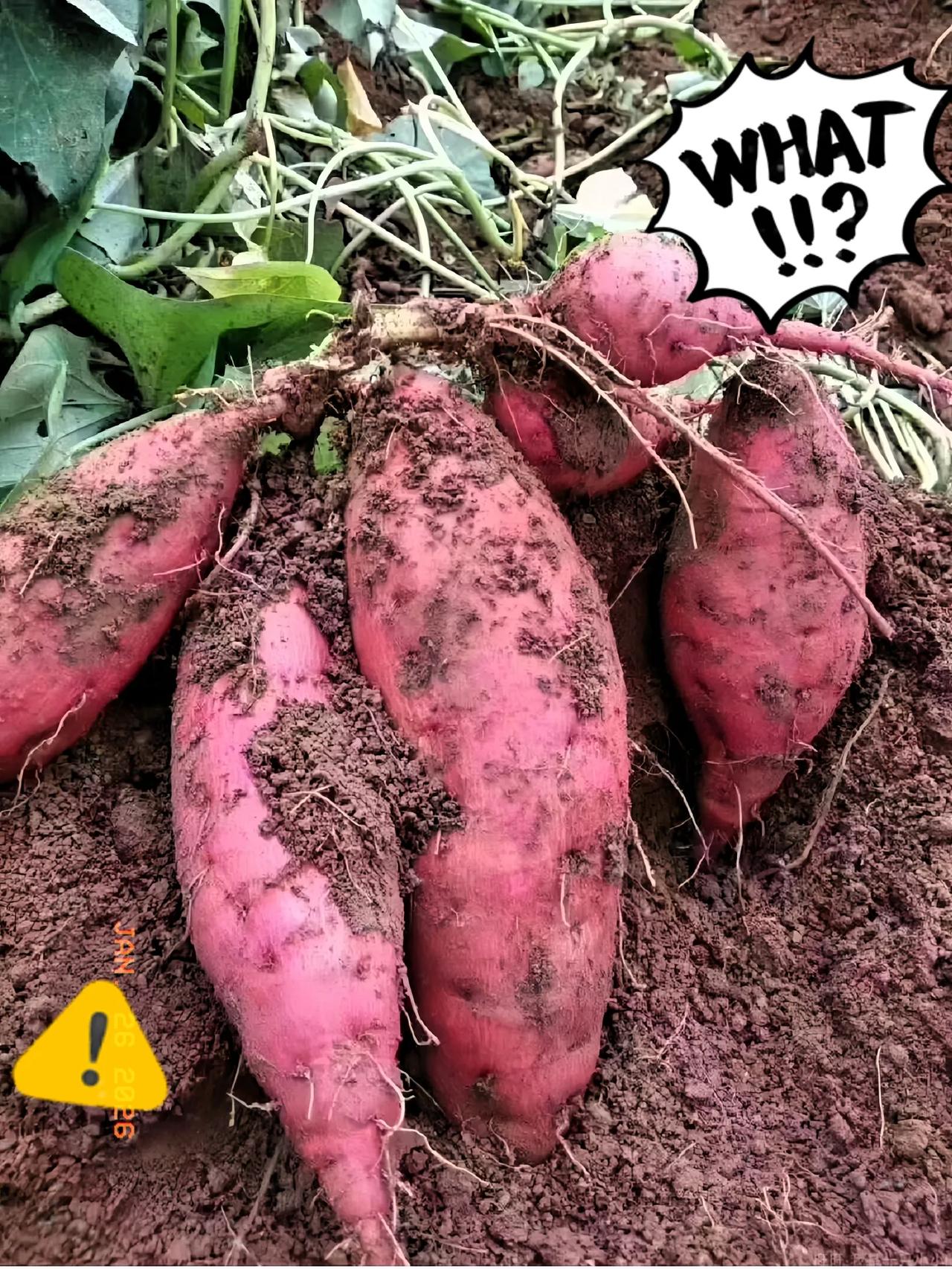 央视这次彻底曝光了一桩惊心的事！1月24日披露，湖北天门、云南红河的部分农户