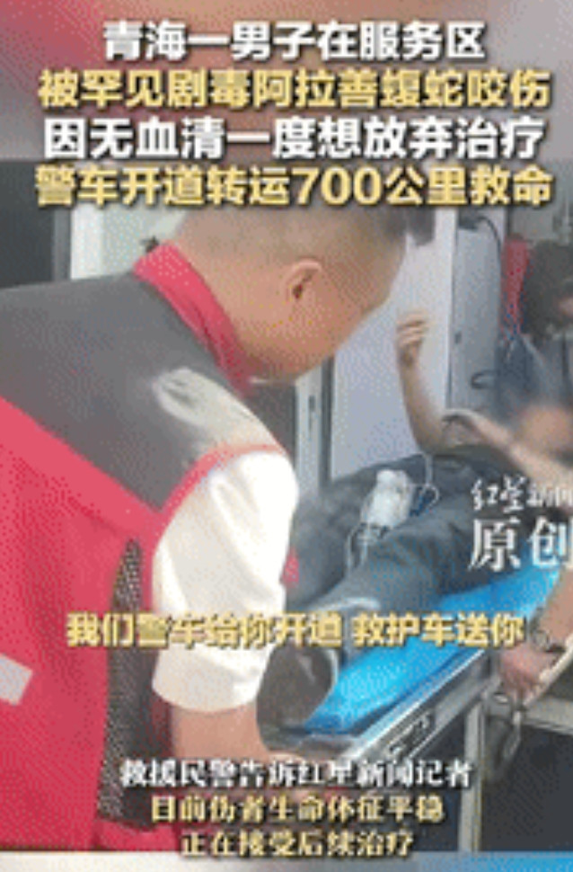 “不幸中的万幸！”青海一40岁男子看到，罕见剧毒阿拉善蝮蛇出现在服务区后，准备将