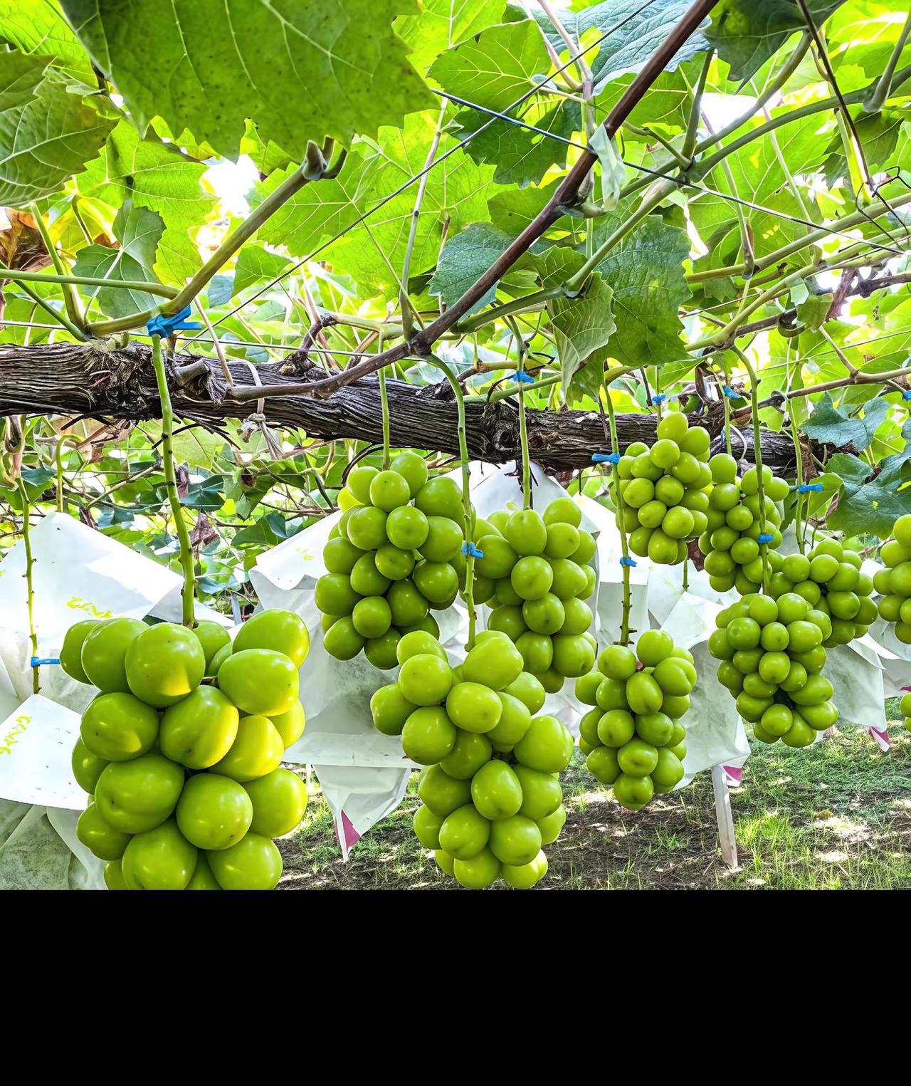 氯果。如果氯果又大，硬度好，颜色好，口感又好，你做不做？阳光玫瑰葡萄无公害阳光