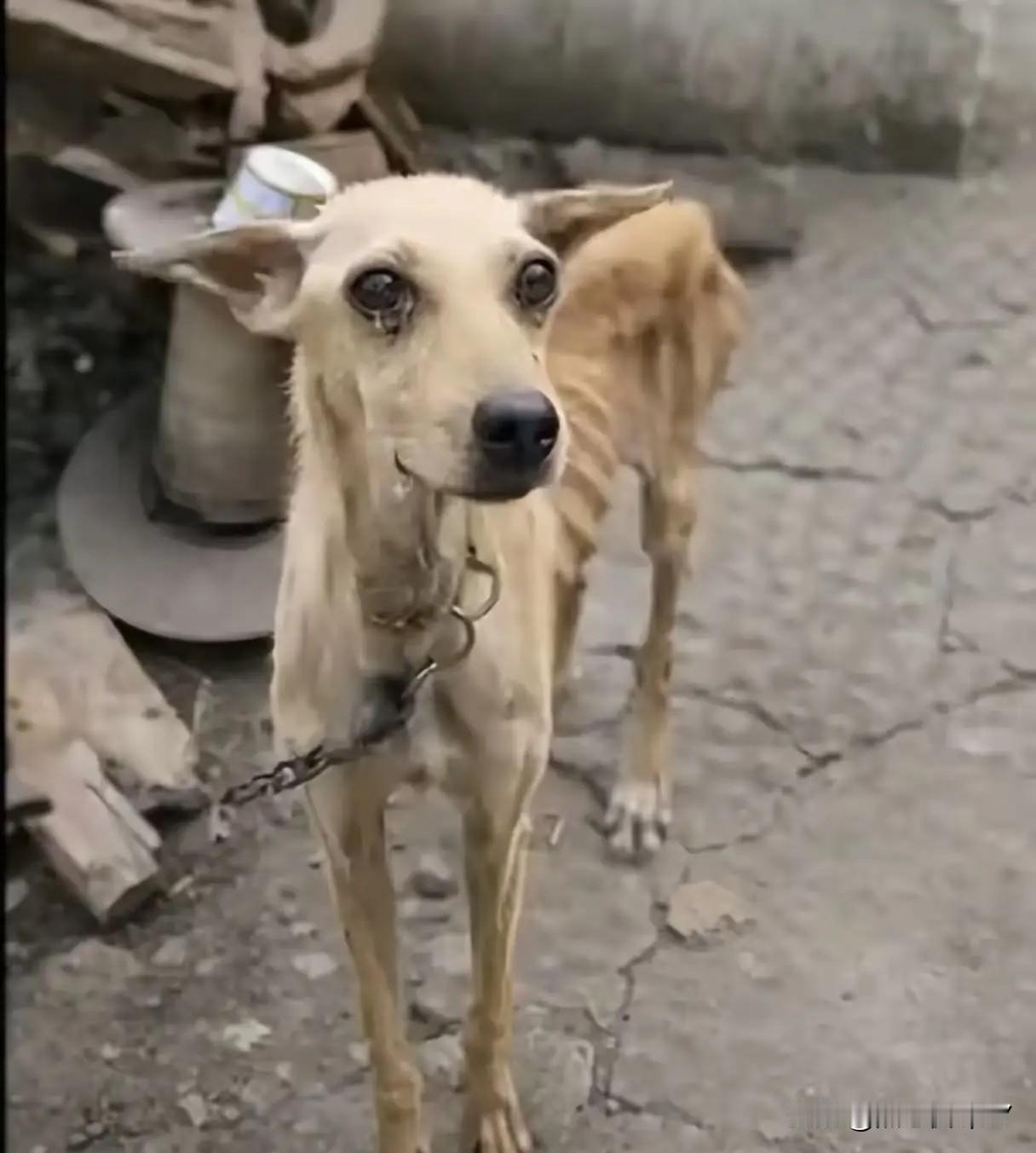 看哭！网友搬去城里，送养的狗竟被饿成皮包骨！见面那一刻直接破防网友因为要去