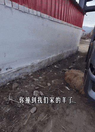 一个年轻的女孩子开车来新疆阿勒泰自驾游,路上不小心撞了一只羊,羊腿断了。女
