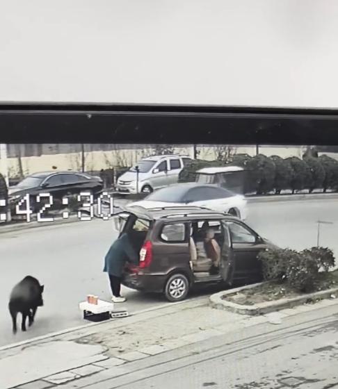 “离了个大谱！”12月16日，河南新郑，一男子外出时，突然发现前方有一头黑色的猪