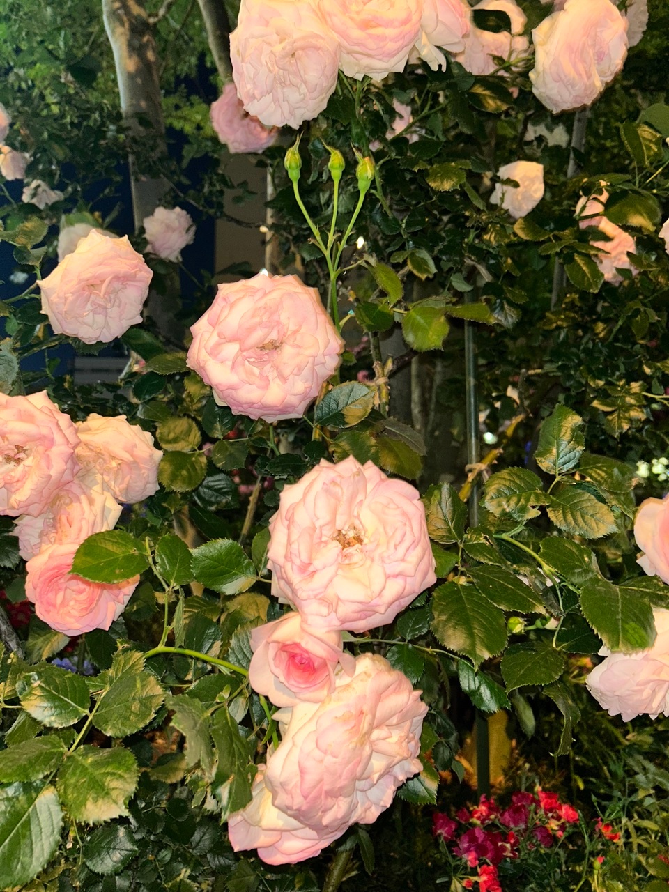 松尾桜「なんの写真と一緒に投稿をしようと考えた時に、最近ちょうどブラックコーデし