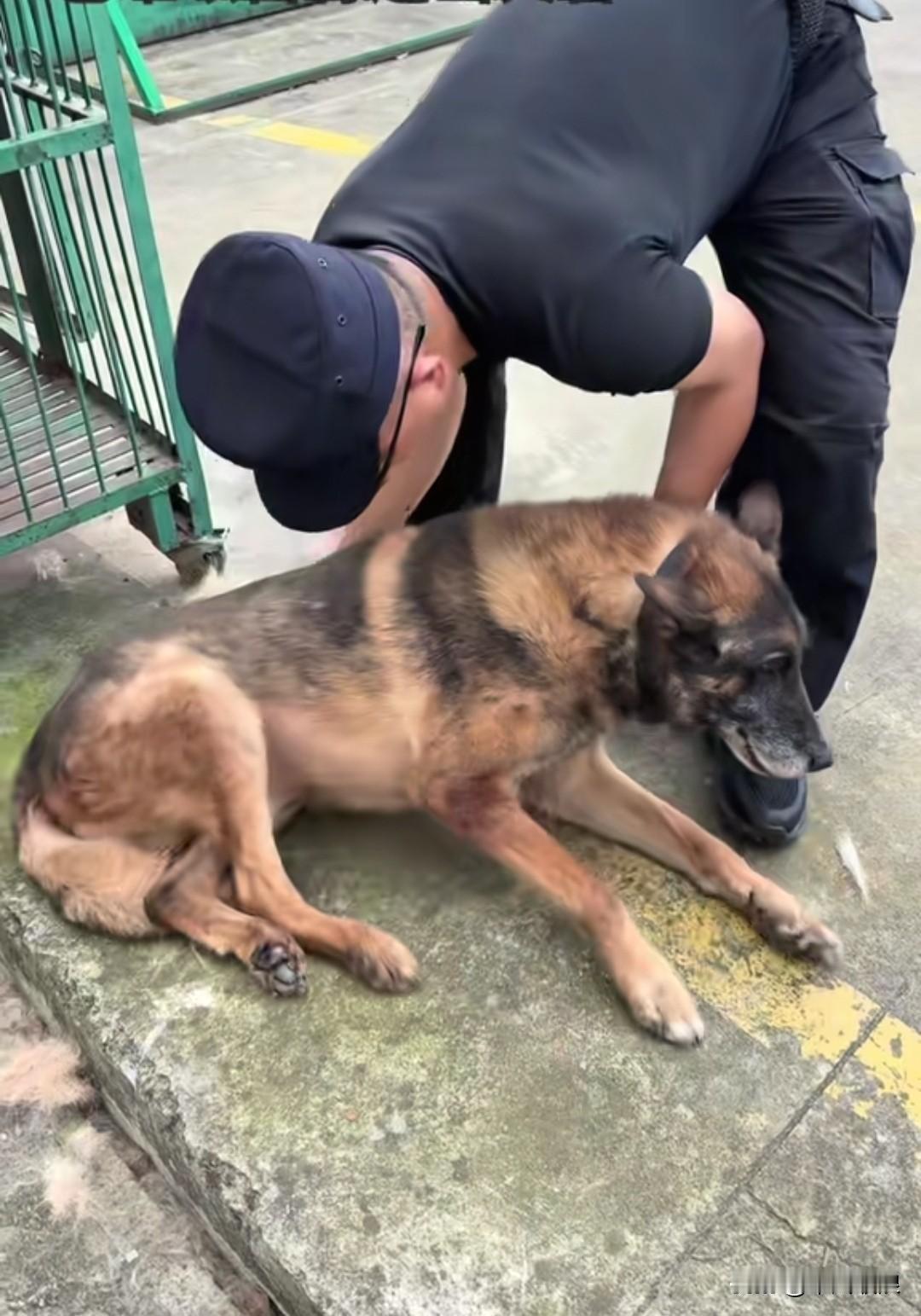 立下赫赫战功的功勋警犬，因年事已高身染病症，它强撑着最后一口气探望昔日并肩的战友