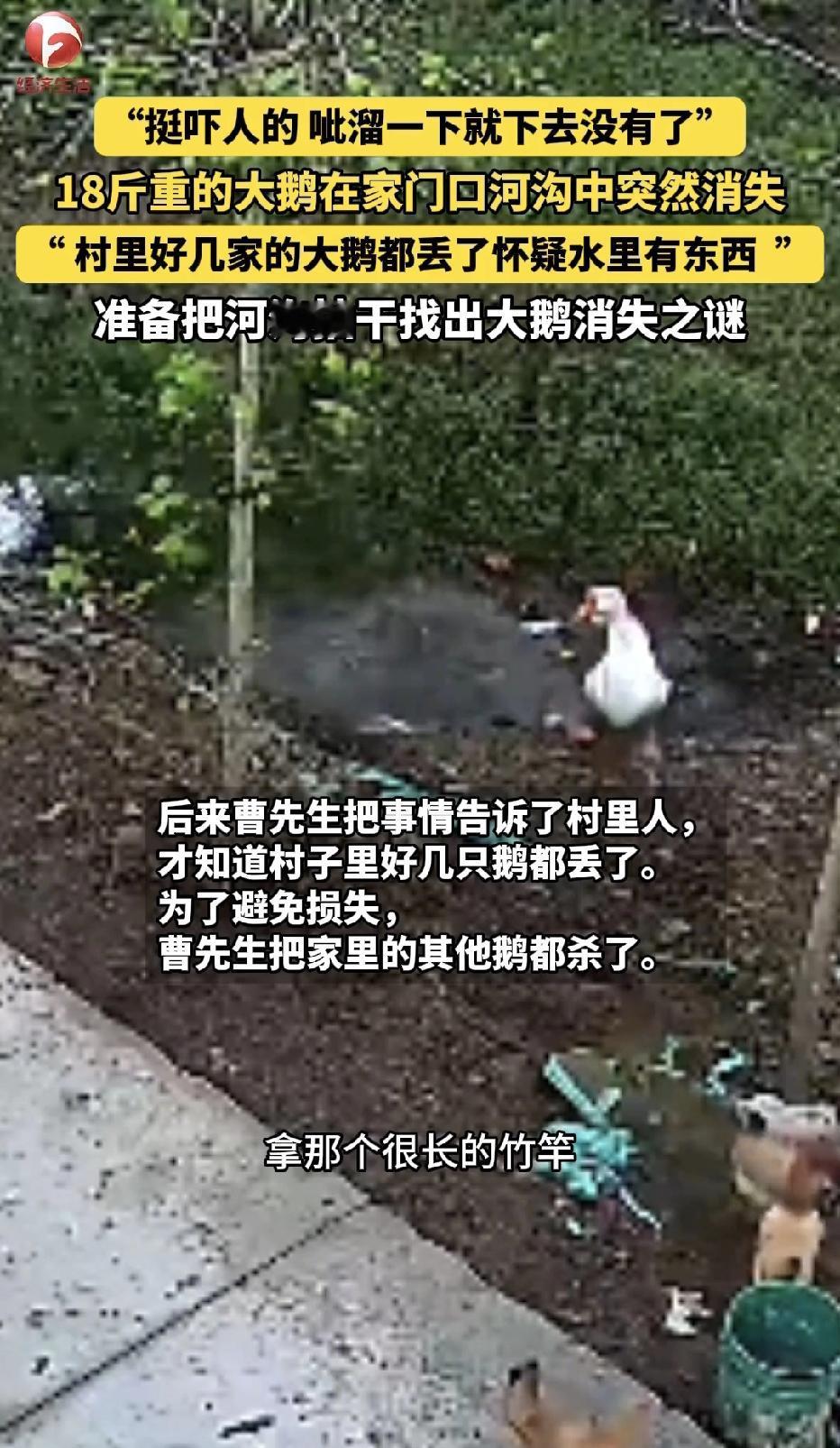 “解释不清了！”河南信阳，一男子好不容易养出18斤大鹅，怎料大鹅在家门口河沟戏水