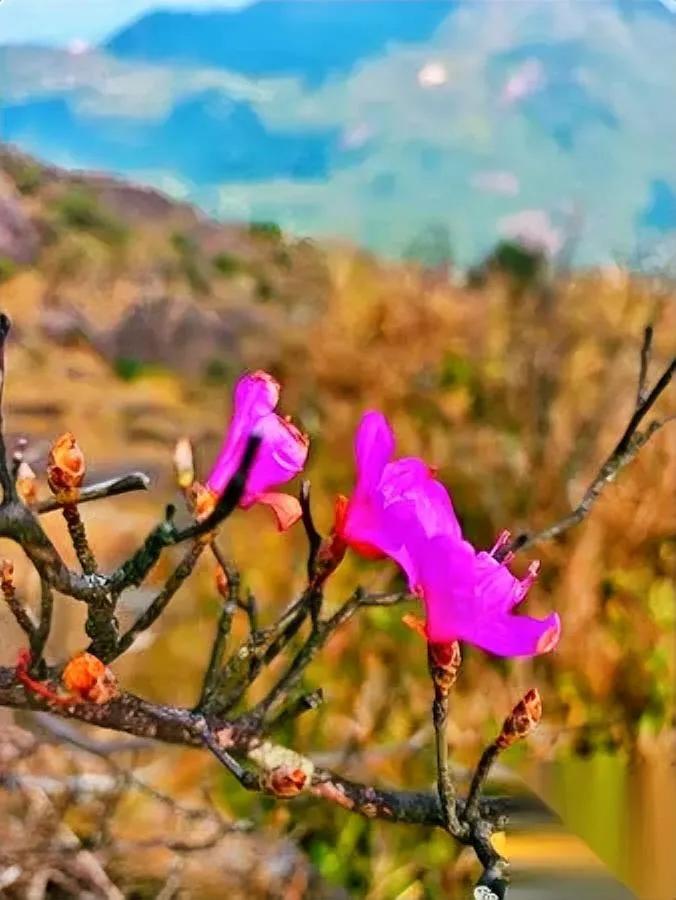 一个电话都没有。真的，零响动。我盯着黑屏，忽然笑出声：原来“姥姥”这词，