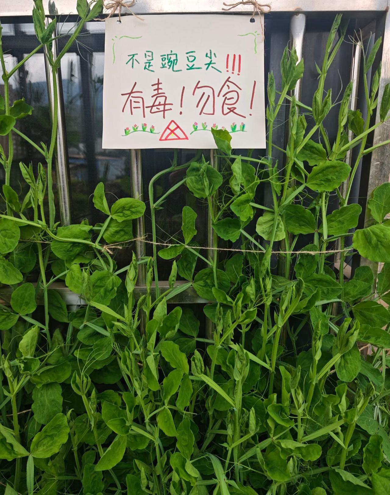 这种豌豆苗不能吃！！！现在正是吃豌豆苗的季节不论是清炒、吃面或烫火锅都是非