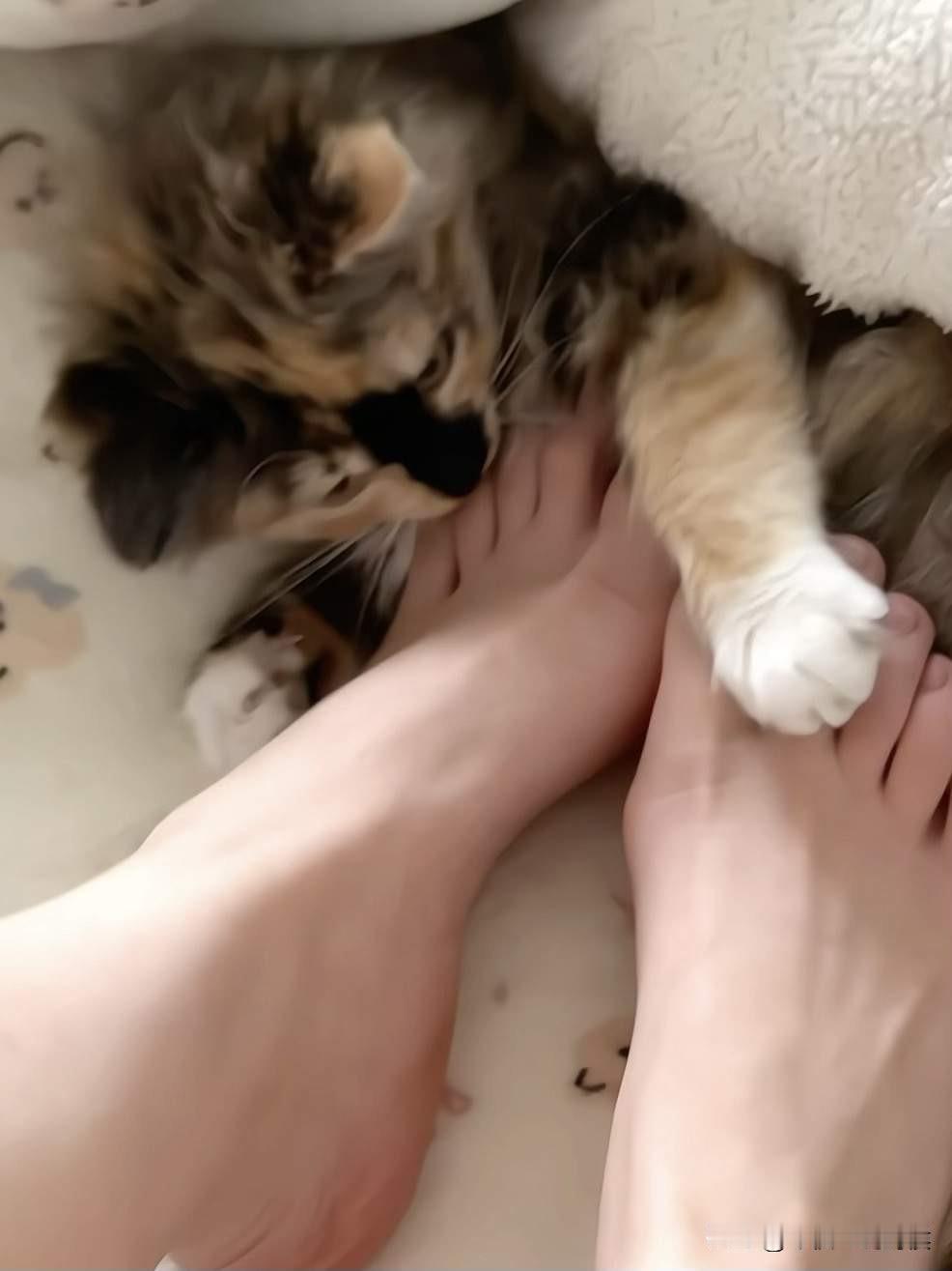 何进特别喜欢撸猫，昨天一进门就对着我家猫又亲又抱，稀罕得不得了，还说我家猫特别好