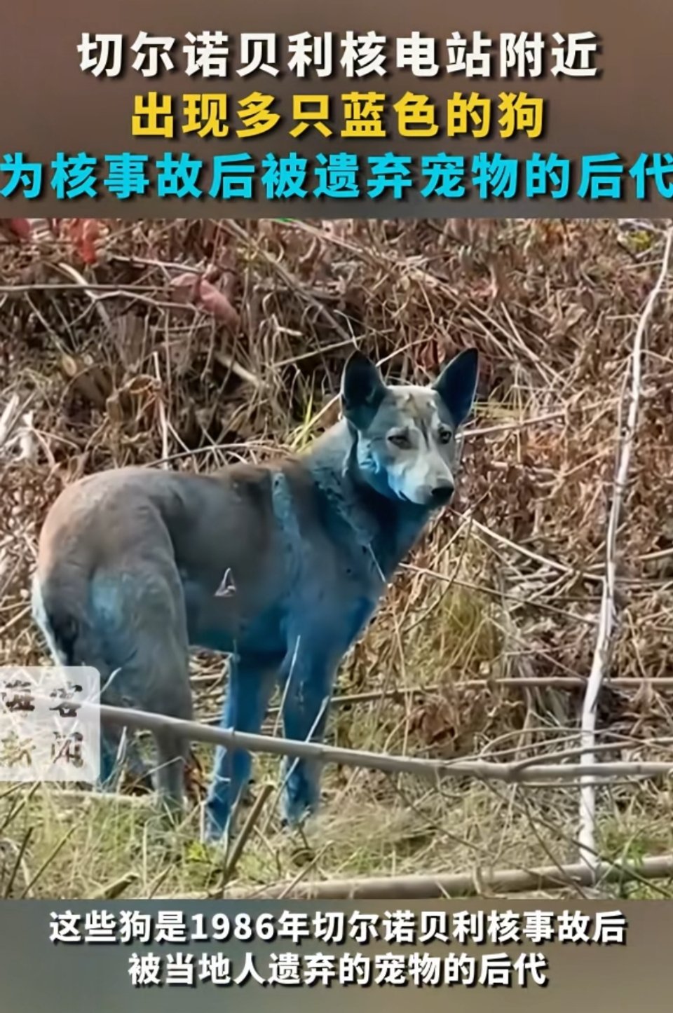 🔻切尔诺贝利核电站附近出现蓝色的狗。这些被遗弃宠物的后代能在辐射区域内长期生存