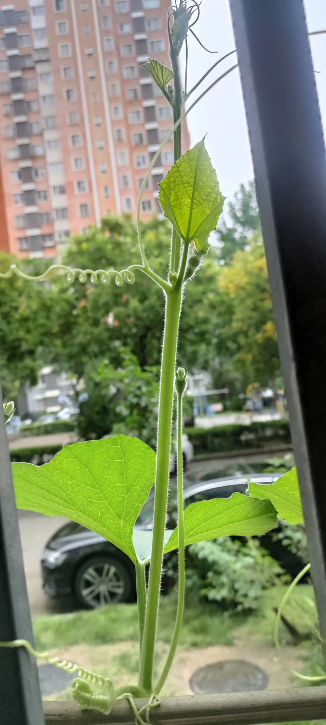特变电工怎么了