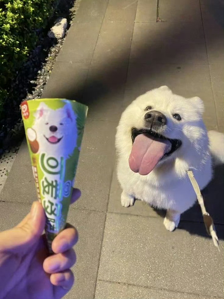 狗子：妈妈，尝尝我代言的甜筒🍦🤩​​​​