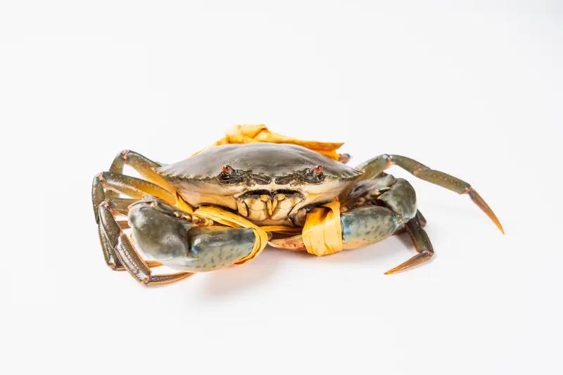 刚死的螃蟹究竟能不能吃？专家紧急提醒：别让贪嘴变“毒药”！最近，“刚死螃蟹能不