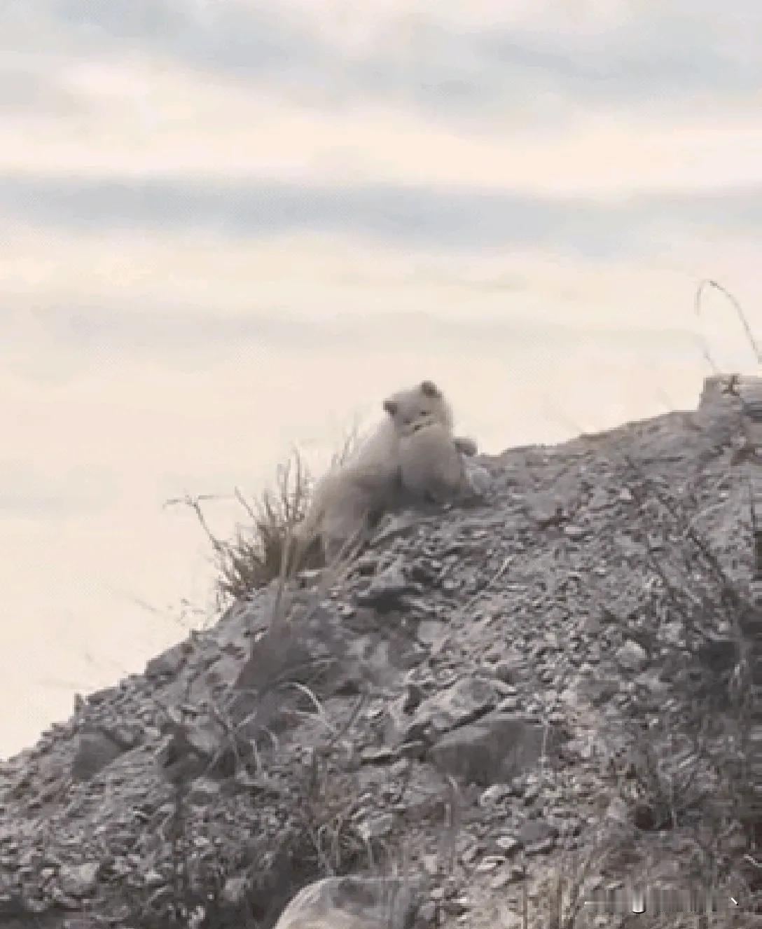 这是两只流浪狗，奇怪的是一只狗狗的嘴里叼着一个玩偶。这一看，就是被主人遗弃了。