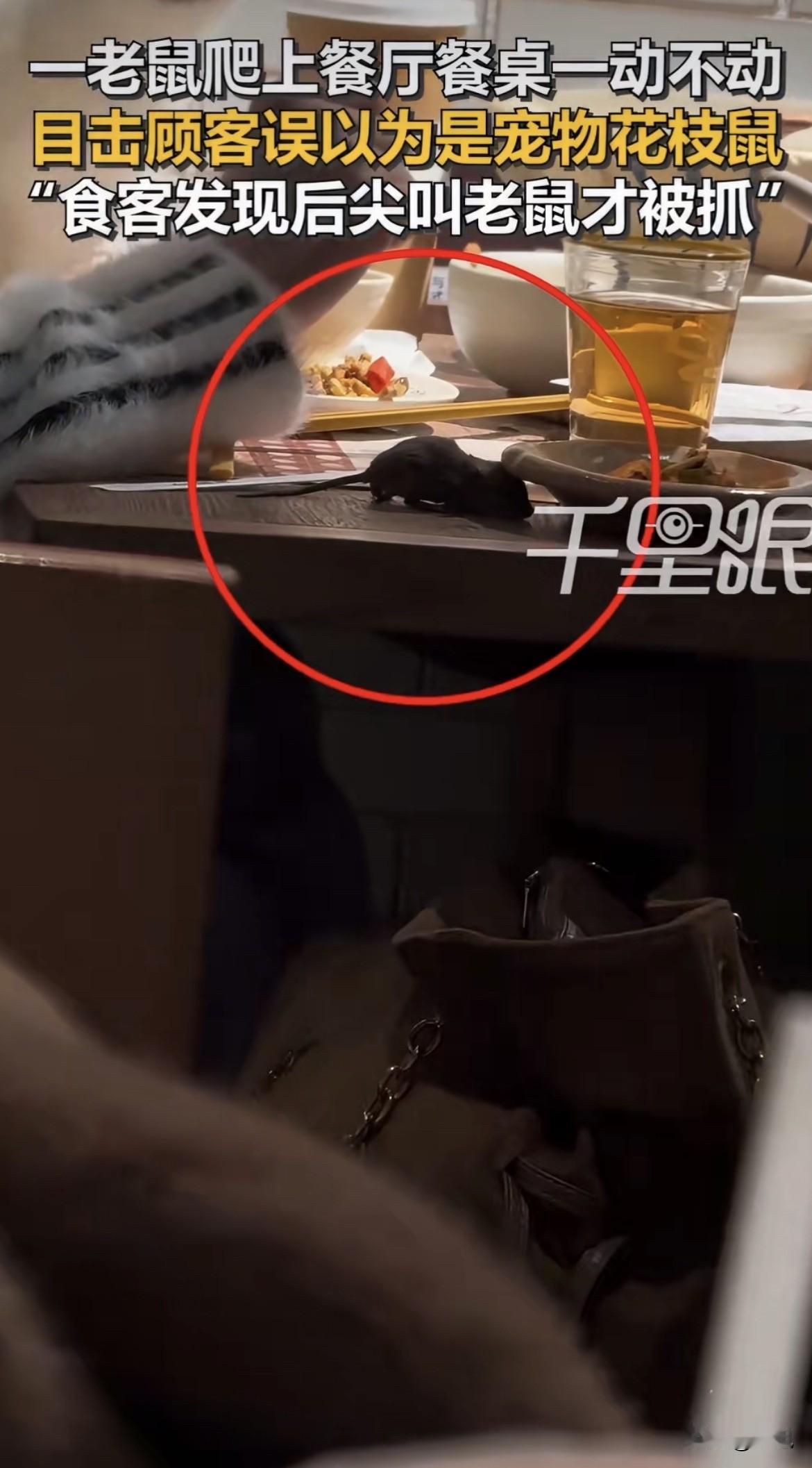 上海一家餐厅，老鼠趴在食客手边，足足五六分钟没人管。为啥？因为它太淡定了，别人都