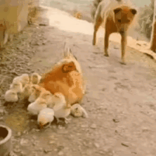 我要做他们的干爹。狗狗看见鸡妈妈领着一群毛茸茸的小鸡崽忽然生起了想当爸爸的念头