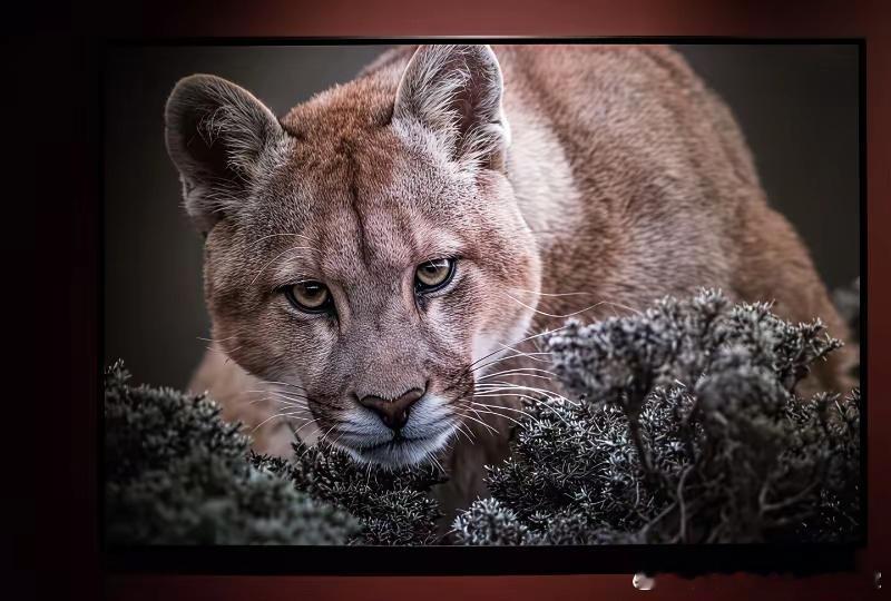 倘若中国经济落后印度一二十年，中国正处于经济快速增长期，而印度已迈入中等发达国家