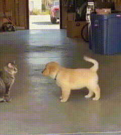 狗狗挑衅猫咪耍威风，下秒10只“猫援军”围堵，秒怂趴地太好笑！刷到个笑到打