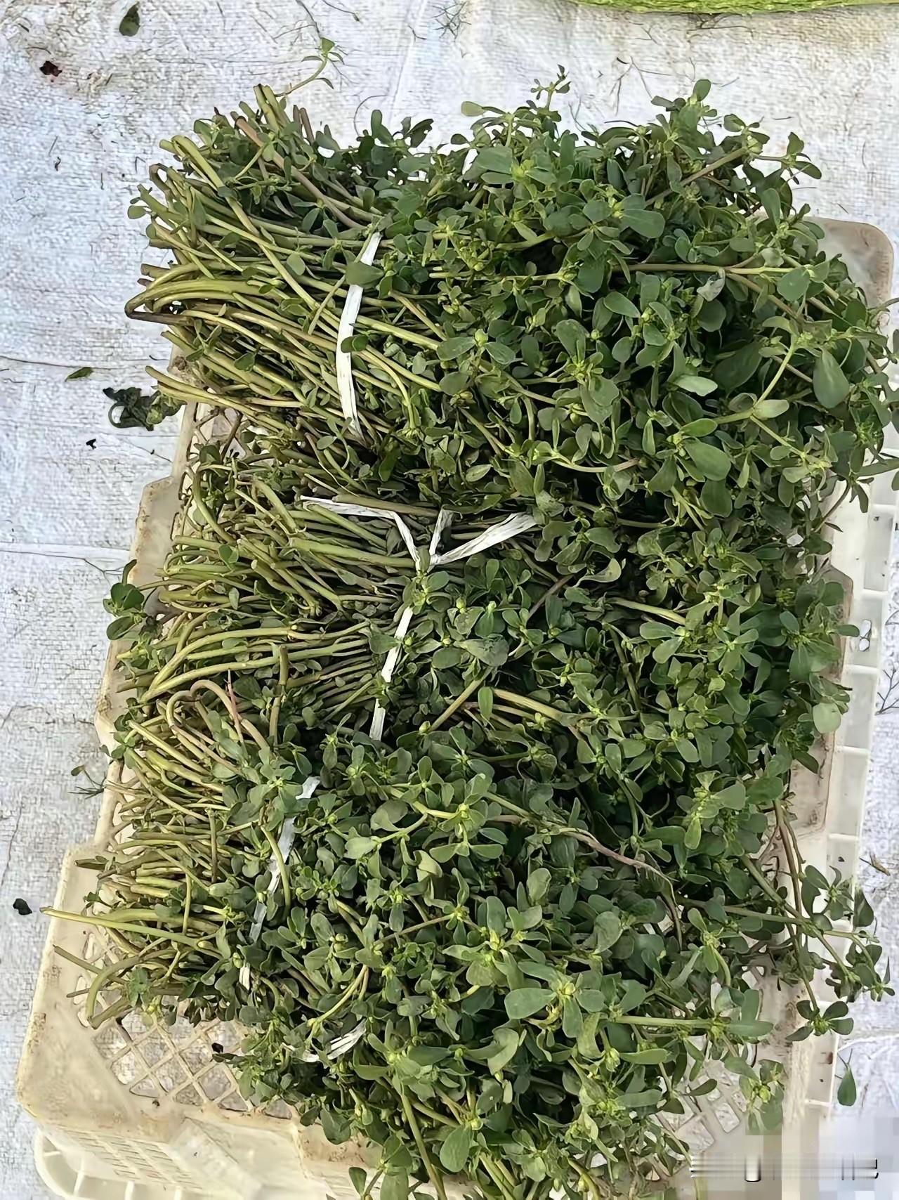 花生地里很喜欢长这个，凉拌真的很好吃😋