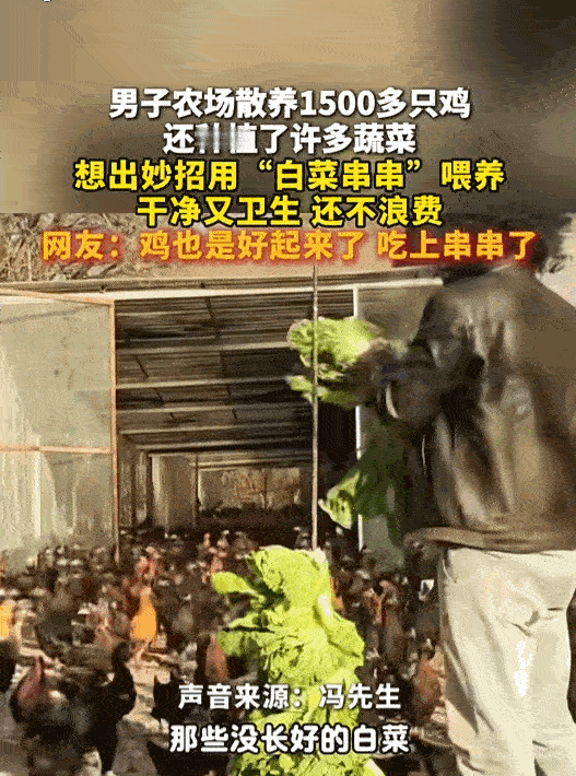 “太有才了！”近日，北京，男子养1500多只鸡吃菜叶，不吃菜帮。突然，他用“白菜