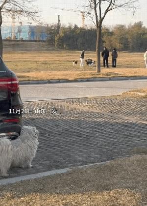 它跟它们不一样，也是不能比的。它在远处观望着“人家”的幸福生活，此时此刻，它不