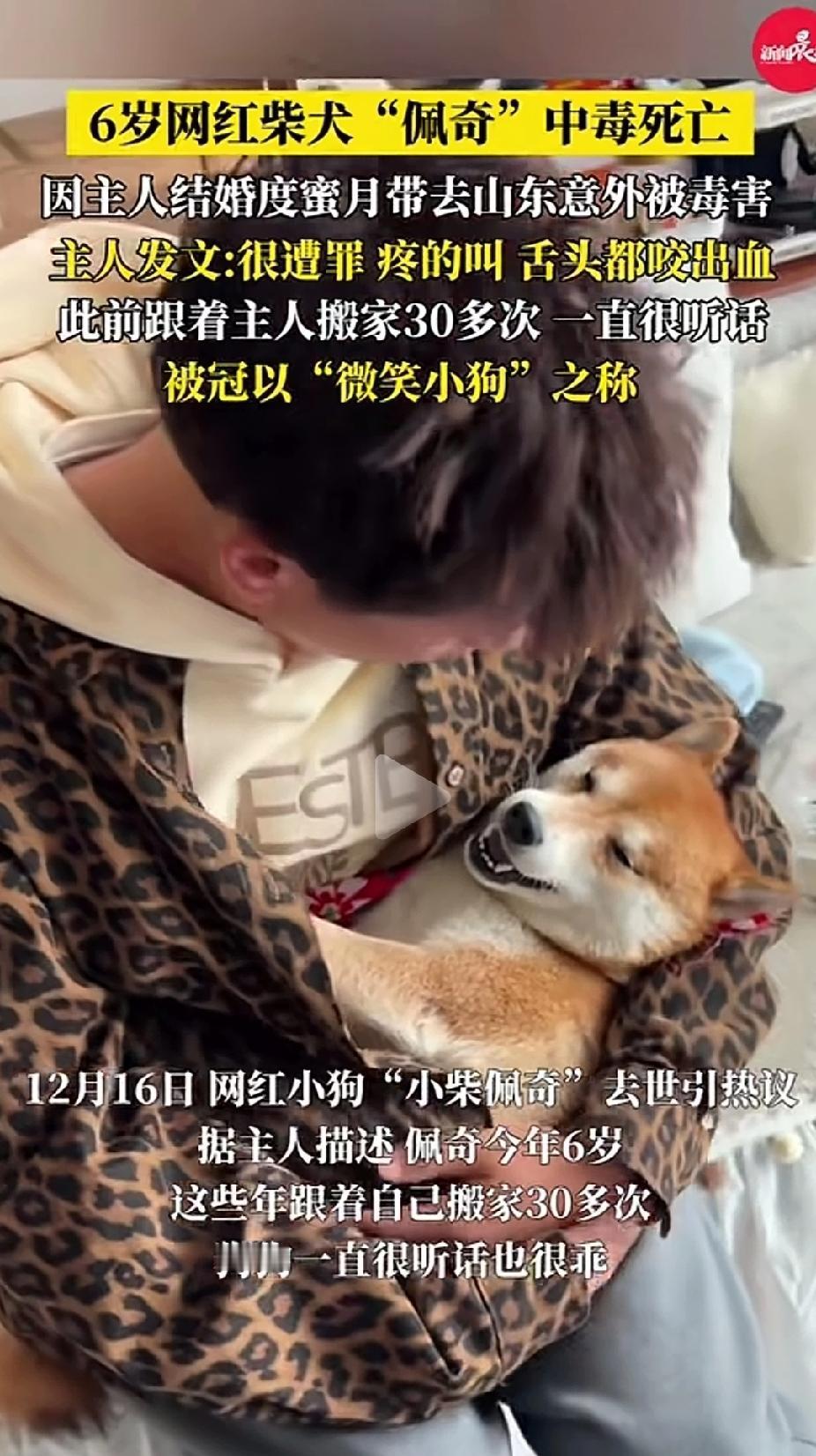 网红柴犬佩奇被毒死了，主人哭到不能自己，网友们也十分心痛，给大家带来那么多欢乐的