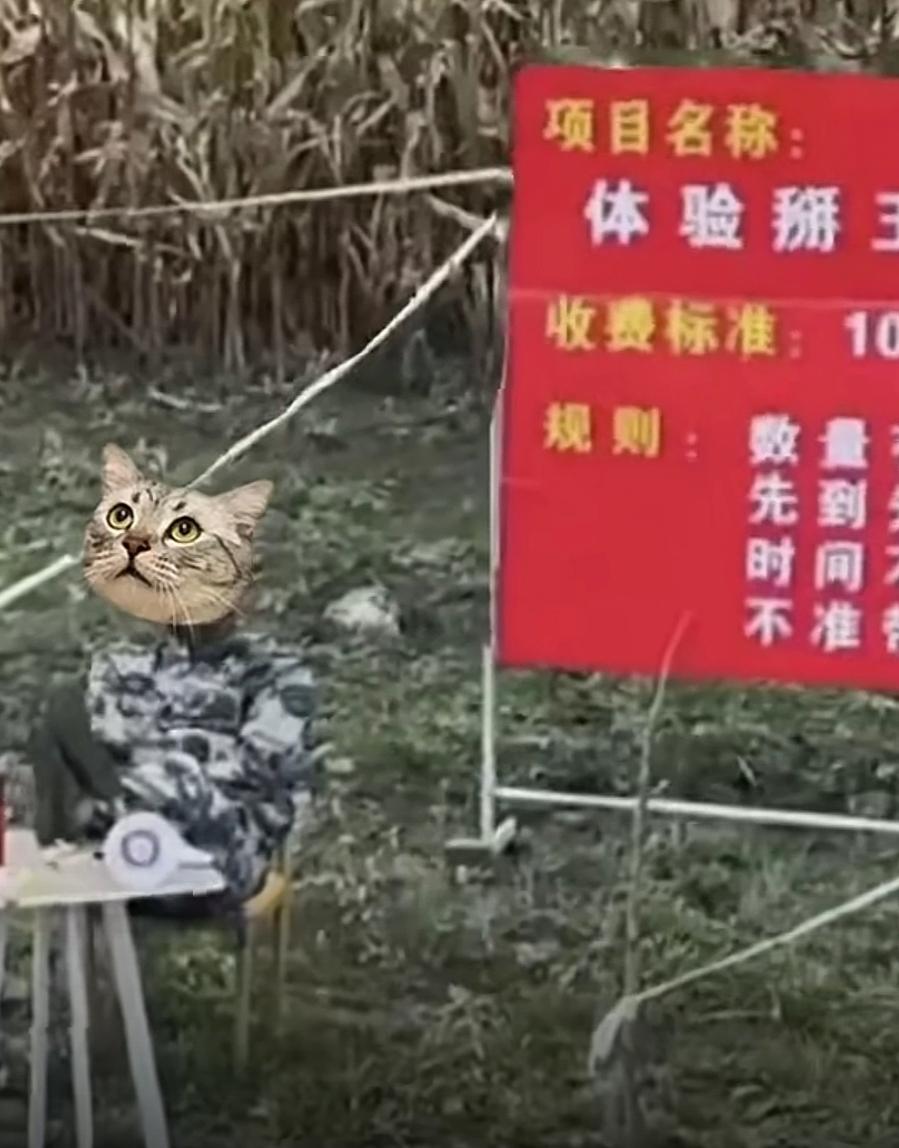 不会真有人去当“冤大头”吧?最近,哈尔滨一名男子在自己家玉米地里做起了“一本万